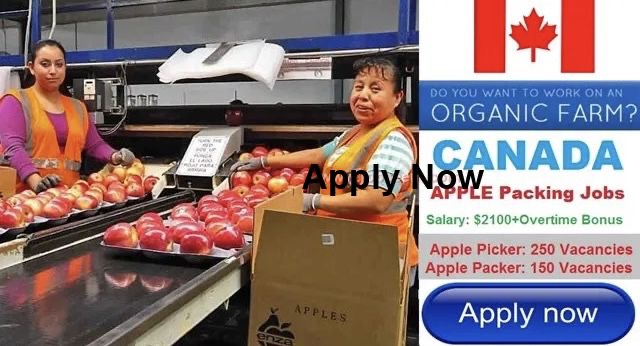 Packer Jobs in Canada | Exciting Fruit & Food Packing Openings